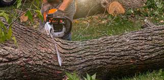 Best Tree Preservation Services  in Sleepy Hollow, IL