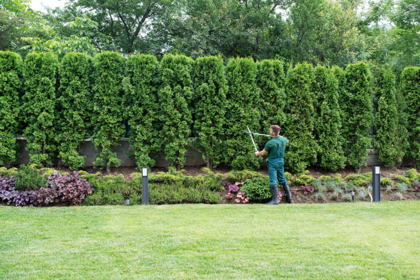 Best Lawn Grading and Leveling  in Sleepy Hollow, IL